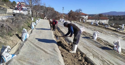 SELENDİ'DE ÜRETİCİLERİN TÜTÜN TELAŞI BAŞLADI