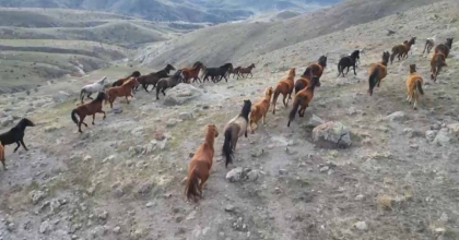 SOĞUK HAVADA YİYECEK ARAYAN YILKI ATLARI KÖYLERE KADAR İNDİ