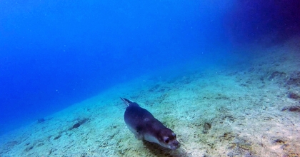  ‘DÜNYA FOK GÜNÜ'NDE YENİ DOĞMUŞ 'AKDENİZ KEŞİŞ FOKU' GÖRÜNTÜLENDİ