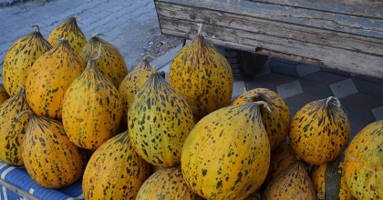 KIRKAĞAÇ KAVUNU AB'DEN COĞRAFİ İŞARET TESCİLİ ALDI