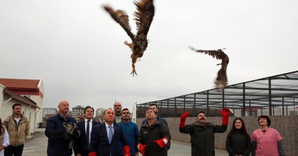 TEDAVİSİ TAMAMLANAN HAYVANLAR DOĞAYA SALINDI