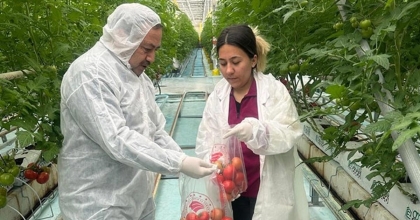 AFYONKARAHİSAR’DA HASAT ÖNCESİ PESTİSİT DENETİMLERİ DEVAM EDİYOR