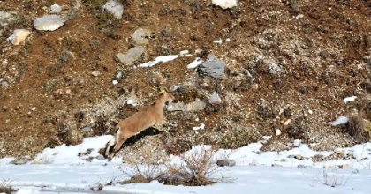 AFYONKARAHİSAR’DA DOĞAYA İLK DEFA YABAN KEÇİSİ BIRAKILDI