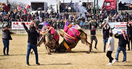 ATÇA'DAKİ SEZONUN SON DEVE GÜREŞİNE YOĞUN İLGİ