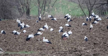 BAHARIN MÜJDECİSİ LEYLEKLER TAVŞANLI'DA GÖRÜLDÜ