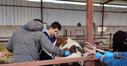 BÜYÜKBAŞ HAYVANLARA ŞAP VE SIĞIR BRUSELLOZU AŞILAMALARI BAŞLADI