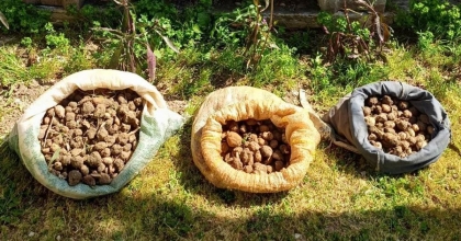  DİDİM’DE 10 KİLO SALEP TOPLARKEN YAKALANDILAR