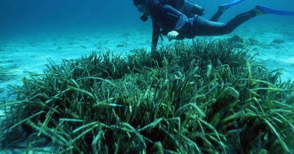 DENİZİN AKCİĞERLERİ TEHLİKE ALTINDA