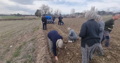 DOMANİÇ'TE ATA TOHUMU SARIMSAK İÇİN HAREKETE GEÇİLDİ