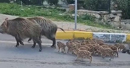 DOMUZ SÜRÜSÜNÜN RAHATLIĞI ŞAŞIRTTI
