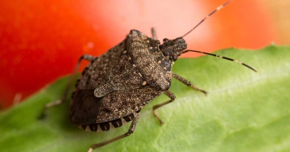 KIŞLAKLARDA MÜCADELE HIZLANMALI