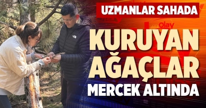 KURUYAN AĞAÇLAR MERCEK ALTINDA