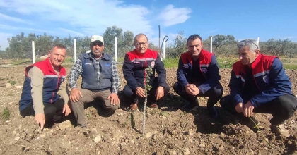 KUŞADASI VE DİDİM'DE 540 ADET SAKIZ FİDANLARI TOPRAKLA BULUŞTU