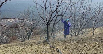 KÜTAHYA’DA KİRAZ, VİŞNE AĞAÇLARI İLAÇLANMAYA BAŞLADI