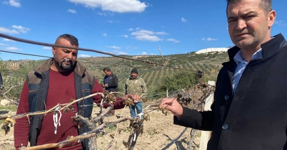 MANİSA'DA ÜZÜM BAĞLARINI DON VURDU