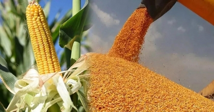 MISIR İTHALATINA 1 MİLYON TONLUK TARİFE KONTENJANI