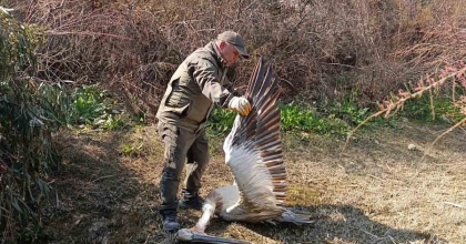NESLİ TEHLİKE ALTINDA OLAN TEPELİ PELİKAN VURULMUŞ HALDE BULUNDU