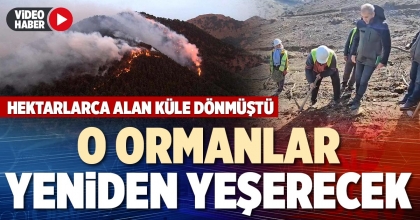 O ORMANLAR YENİDEN YEŞERECEK