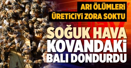 SOĞUK HAVA KOVANDAKİ BALI DONDURDU
