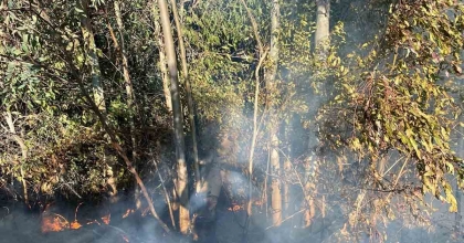 TEMİZLİK ATEŞİ 30 SÖĞÜT AĞACININ YANMASINA SEBEP OLDU