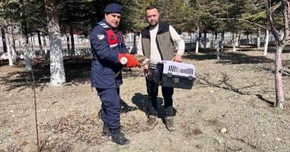 VATANDAŞLARIN BULDUĞU YARALI KIZIL ŞAHİN KORUMA ALTINA ALINDI