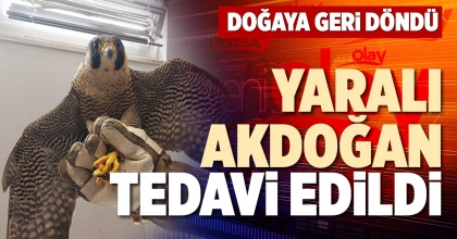 YARALI AKDOĞAN TEDAVİ EDİLDİ
