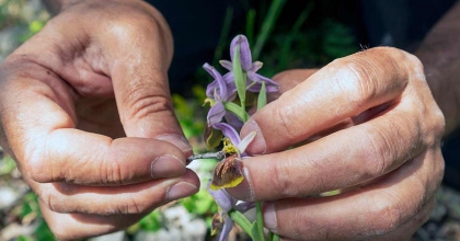 YOK OLMANIN EŞİĞİNDEKİ ‘LİKYA SALEBİ’NE KORUMA