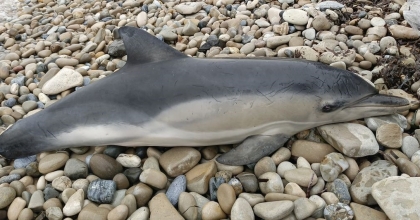 YEŞİL DENİZ KAPLUMBAĞASI VE TIRTAK YUNUS KUŞADASI SAHİLİNE VURDU