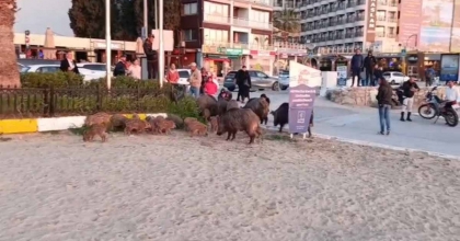 'YABAN DOMUZLARINI ELLE BESLEMEYİN' UYARISI