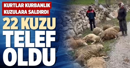 22 KUZU TELEF OLDU