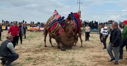 ALAŞEHİR'DE İLK KEZ DEVE GÜREŞLERİ DÜZENLENDİ