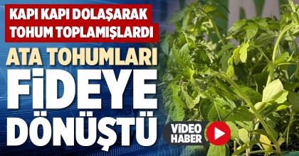 ATA TOHUMLARI FİDEYE DÖNÜŞTÜ