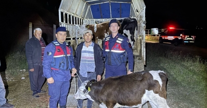 KAYIP HAYVANLARI JANDARMA BULDU