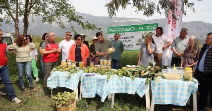 AKÇAPINAR’DA ‘HİBRİT ENGİNAR HASADI TARLA GÜNÜ' DÜZENLENDİ