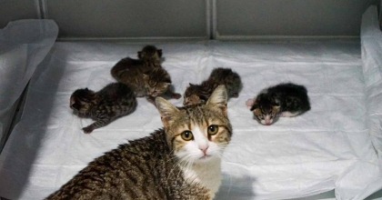 AKILLI KEDİ DOĞUM İÇİN VETERİNERE GELDİ