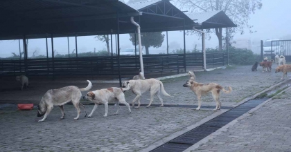 AYDIN'DA BAŞIBOŞ KÖPEKLER HAYVAN PAZARINI MESKEN TUTTU