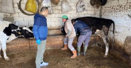 AYDIN’DA HAYVAN SAĞLIĞI ÇALIŞMALARI SÜRÜYOR