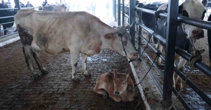 AYDIN'DA ŞAP KARANTİNASI, HAYVAN PAZARI KAPATILDI