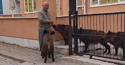 BAHÇEYE GİREN DOMUZLARI EKMEK VEREREK UZAKLAŞTIRDI