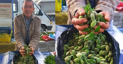 ÇAĞLA, AYDIN'DAKİ TEZGAHLARDA YERİNİ ALDI: KİLOSU 250 LİRA