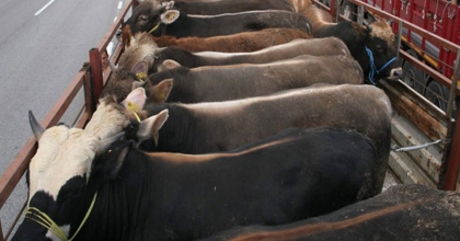 CANLI HAYVAN VE HAYVANSAL ÜRÜN NAKLİNDE DEĞİŞİKLİK