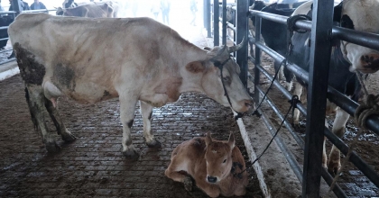 DOĞAL VE SAĞLIKLI YAŞAM KIYMETLENDİ, AİLELER İNEK EDİNMEYE BAŞLADI