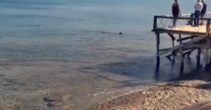 DATÇA’DA KIYIYA YAKIN BÖLGEDE İKİ KÖPEK BALIĞI GÖRÜLDÜ