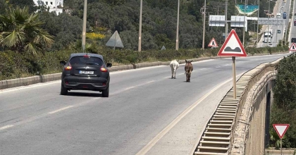 EŞEKLER TRAFİĞİ BİR BİRİNE KATTI