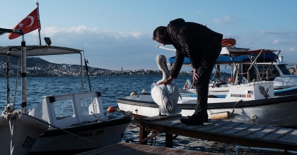  FOÇA, BU YAZ DA SEVİLEN MİSAFİRİ PELİKAN TOSUN'U AĞIRLIYOR