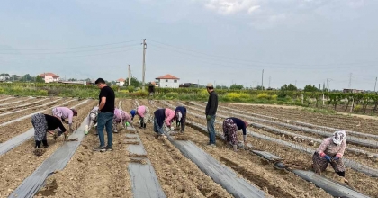 GİRİŞİMCİ KARDEŞLER 10 ÇEŞİT ÜZÜM BAĞ ÇUBUĞU YETİŞTİRMEYE BAŞLADI
