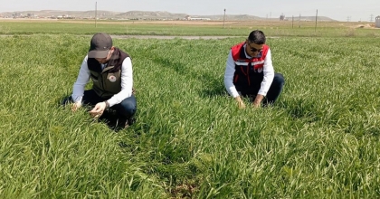 HUBUBAT EKİLİ ALANLARDA BİTKİSEL HASTALIKLARA KARŞI KONTROLLER BAŞLADI