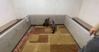 HOROZ DÖVÜŞÜNE SUÇÜSTÜ