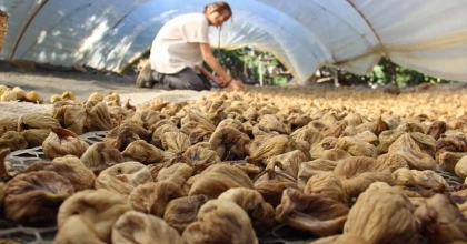 İKLİM DEĞİŞİKLİĞİ AYDIN İNCİRİNİ OLUMSUZ ETKİLEDİ