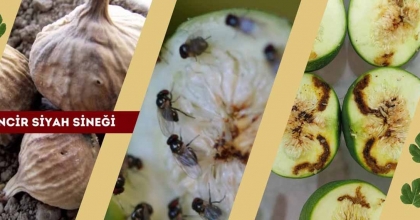 İNCİR ÜRETİCİLERİ 'SİYAH SİNEĞE' KARŞI UYARILDI
